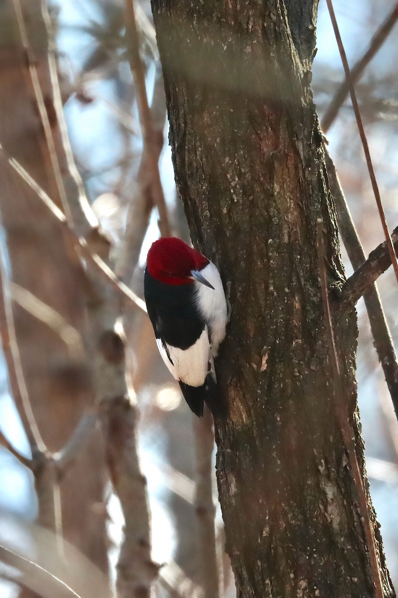 Red-headed Woodpecker - ML615015038