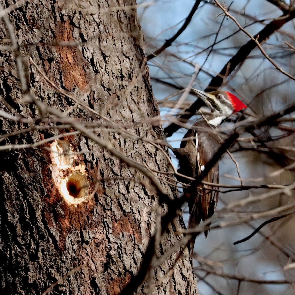 Pileated Woodpecker - ML615015061