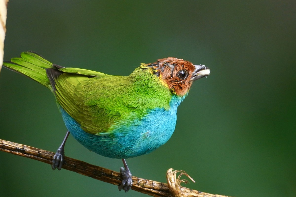 Bay-headed Tanager (Bay-and-blue) - Terry Bohling