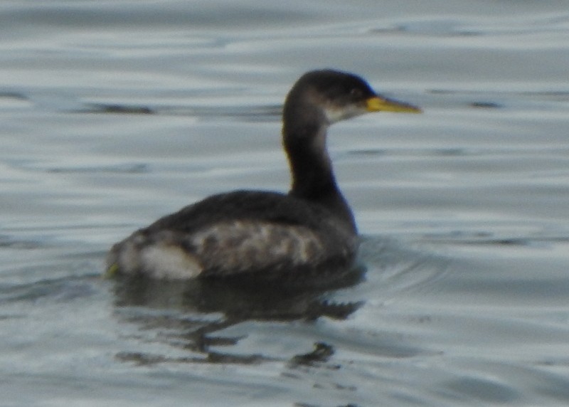 Red-necked Grebe - ML615015346