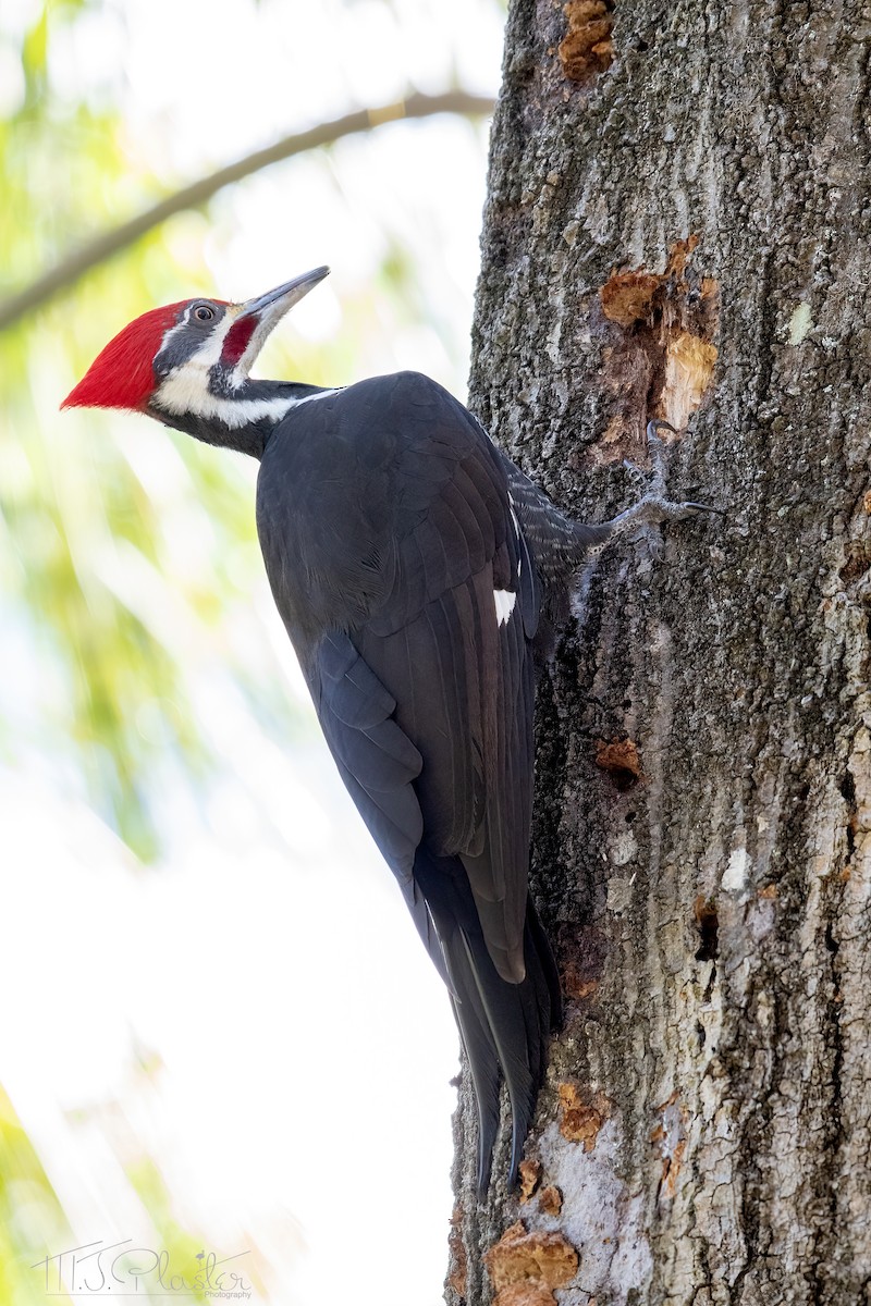 Pileated Woodpecker - ML615015405