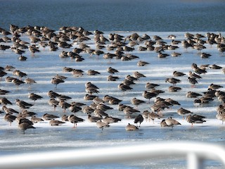 Greater White-fronted Goose, ML615015474