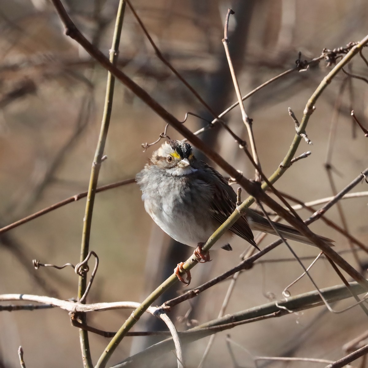 White-throated Sparrow - ML615015527