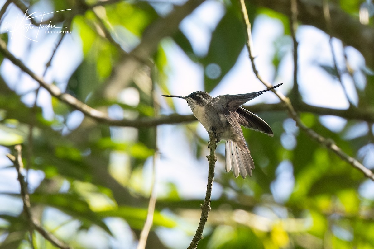 kolibřík salvadorský - ML615015726