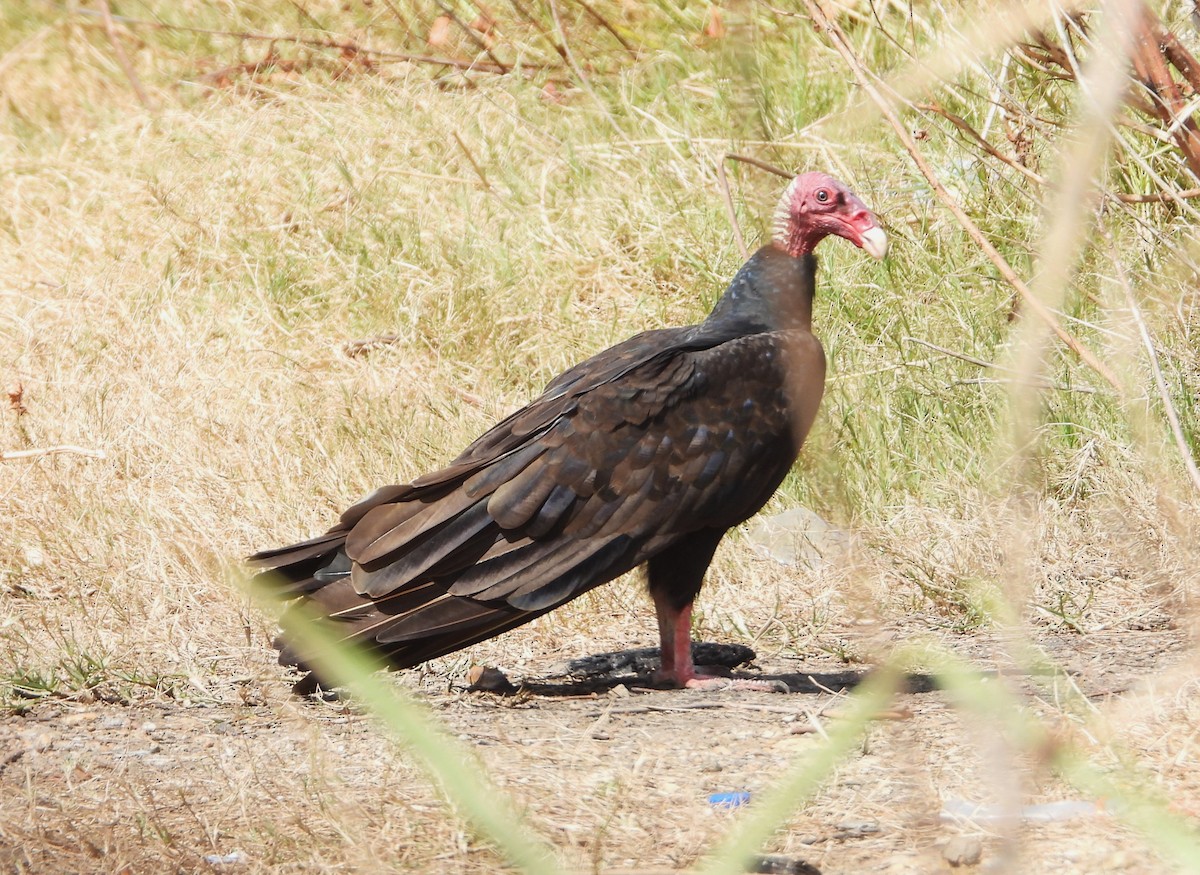 Turkey Vulture - ML615015931