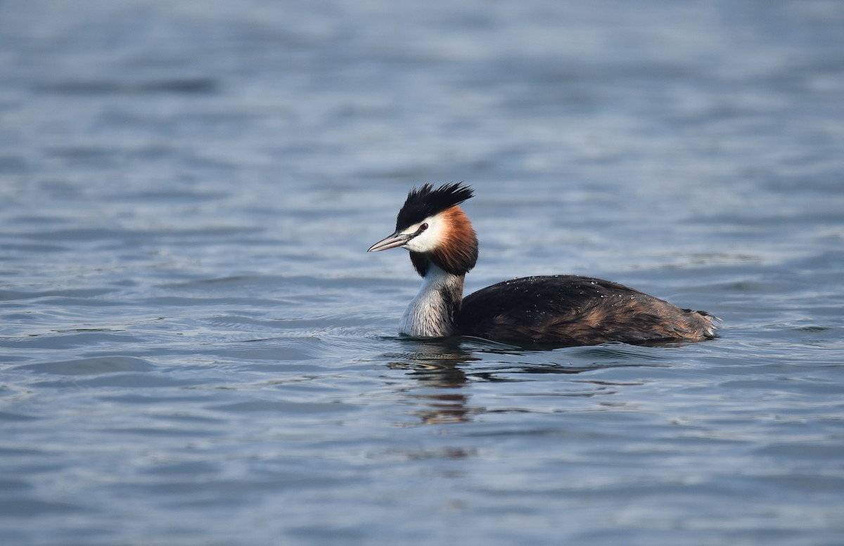 Great Crested Grebe - ML615016017