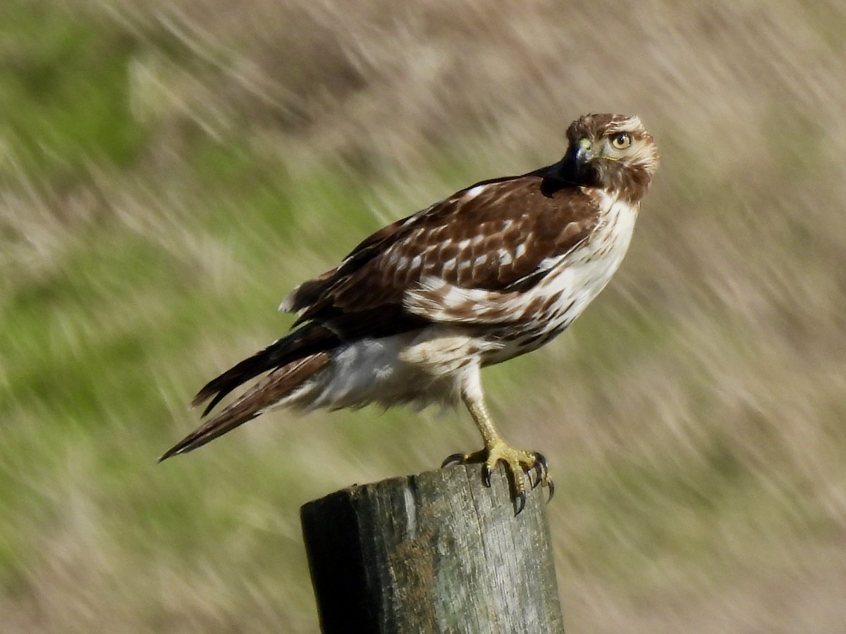 Red-tailed Hawk - ML615016196
