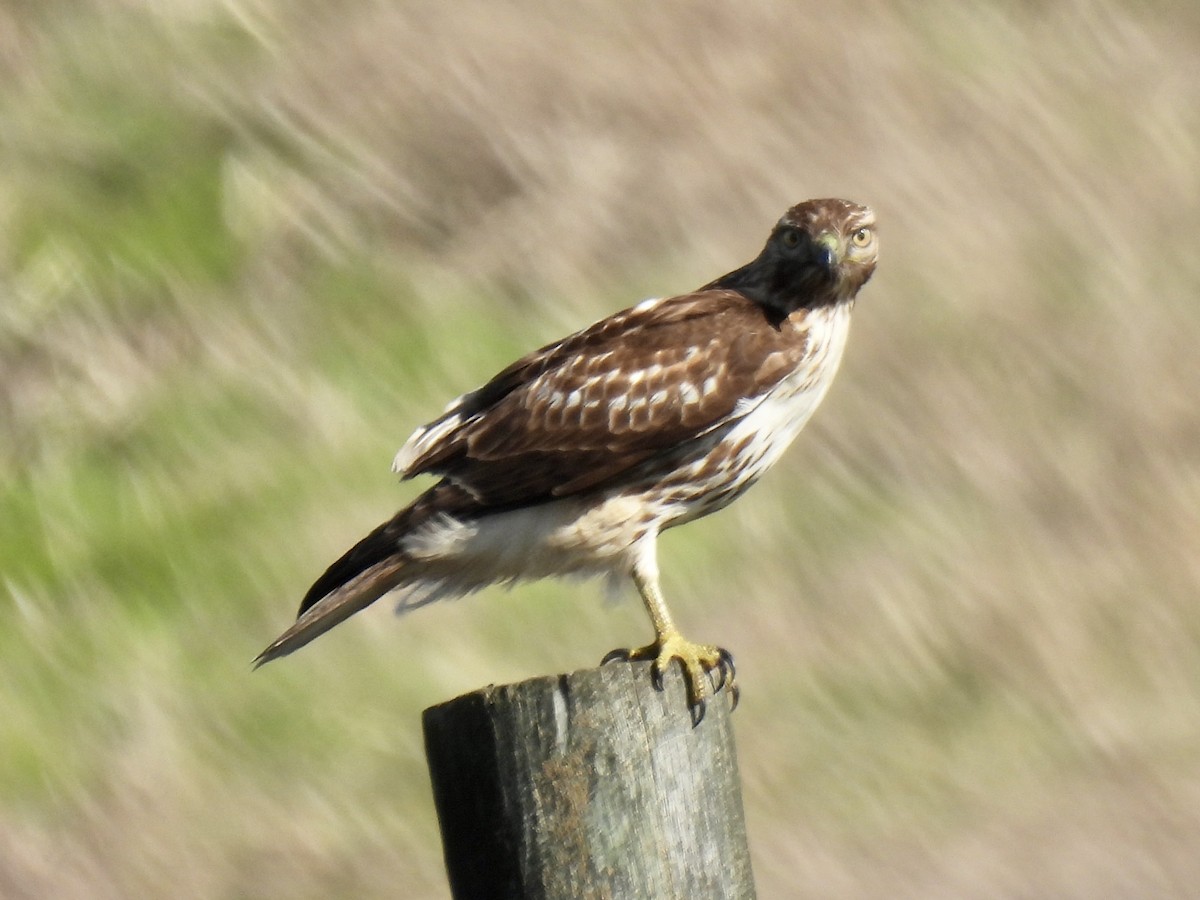 Red-tailed Hawk - Dana Cox