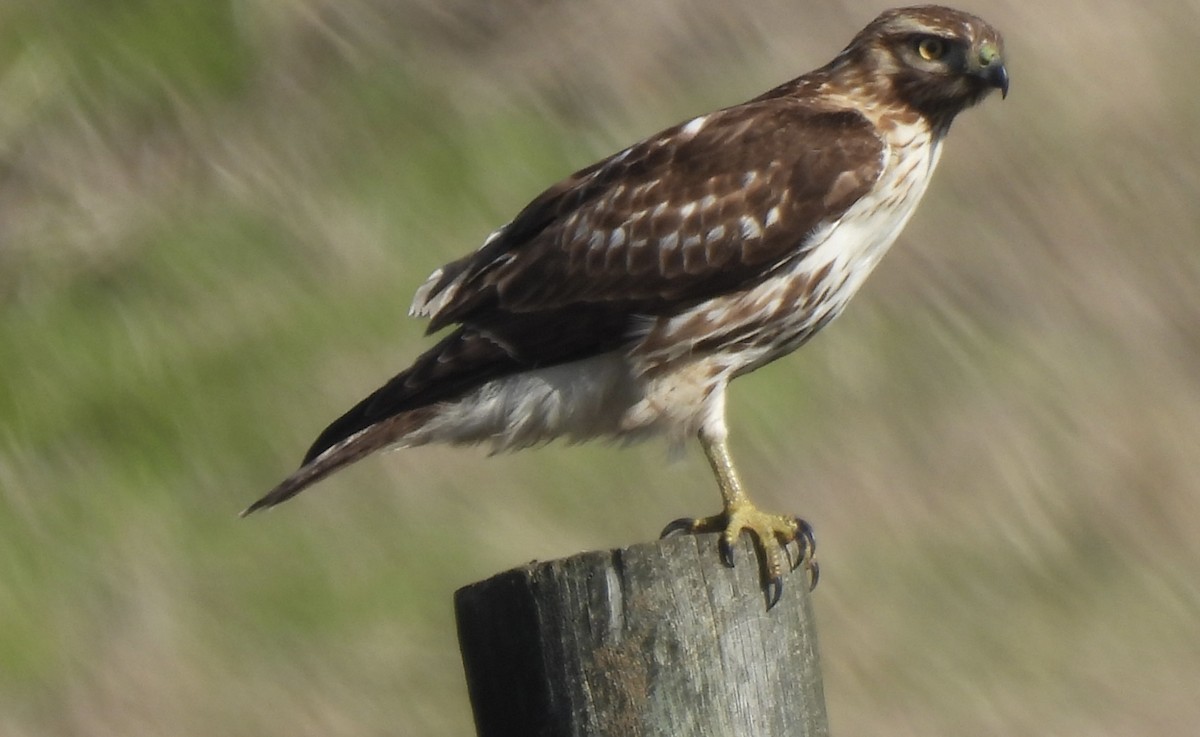 Red-tailed Hawk - ML615016198