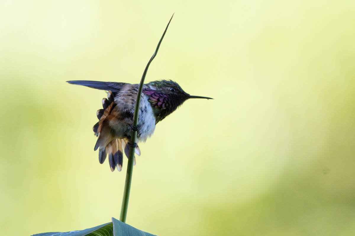 Wine-throated Hummingbird - ML615016203