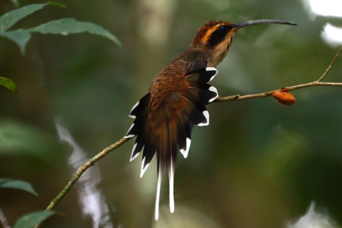 Scale-throated Hermit - ML615016218
