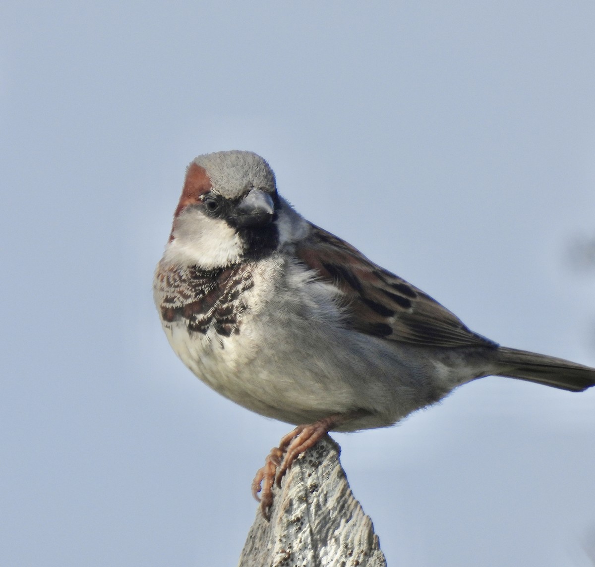 House Sparrow - ML615016233