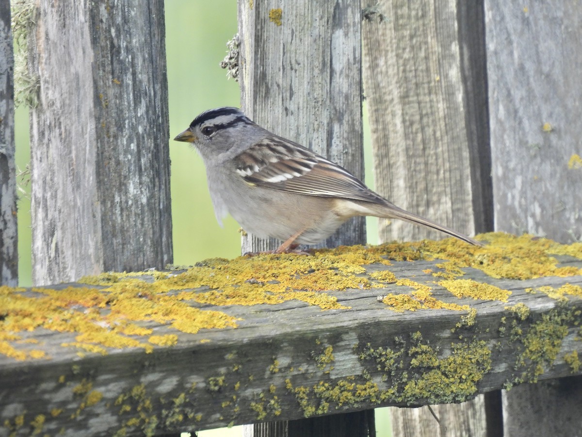 White-crowned Sparrow - ML615016287
