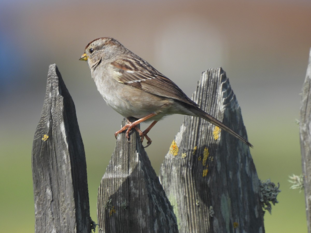 White-crowned Sparrow - ML615016288