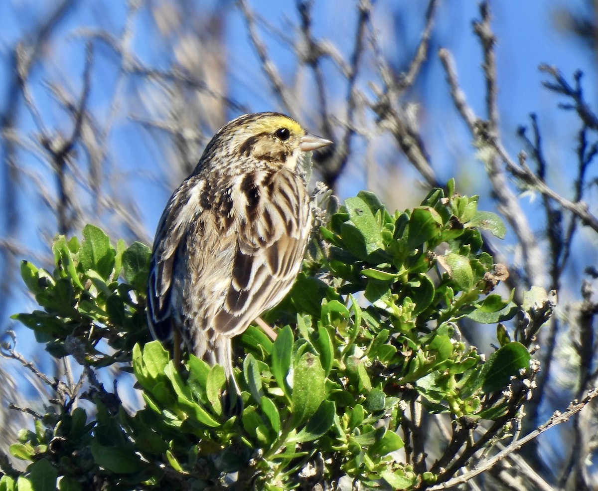 Savannah Sparrow - ML615016326