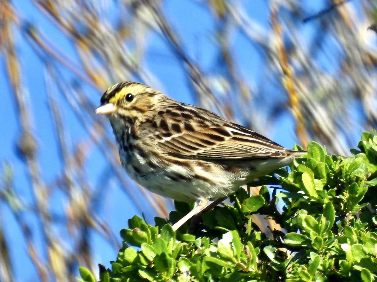Savannah Sparrow - ML615016327