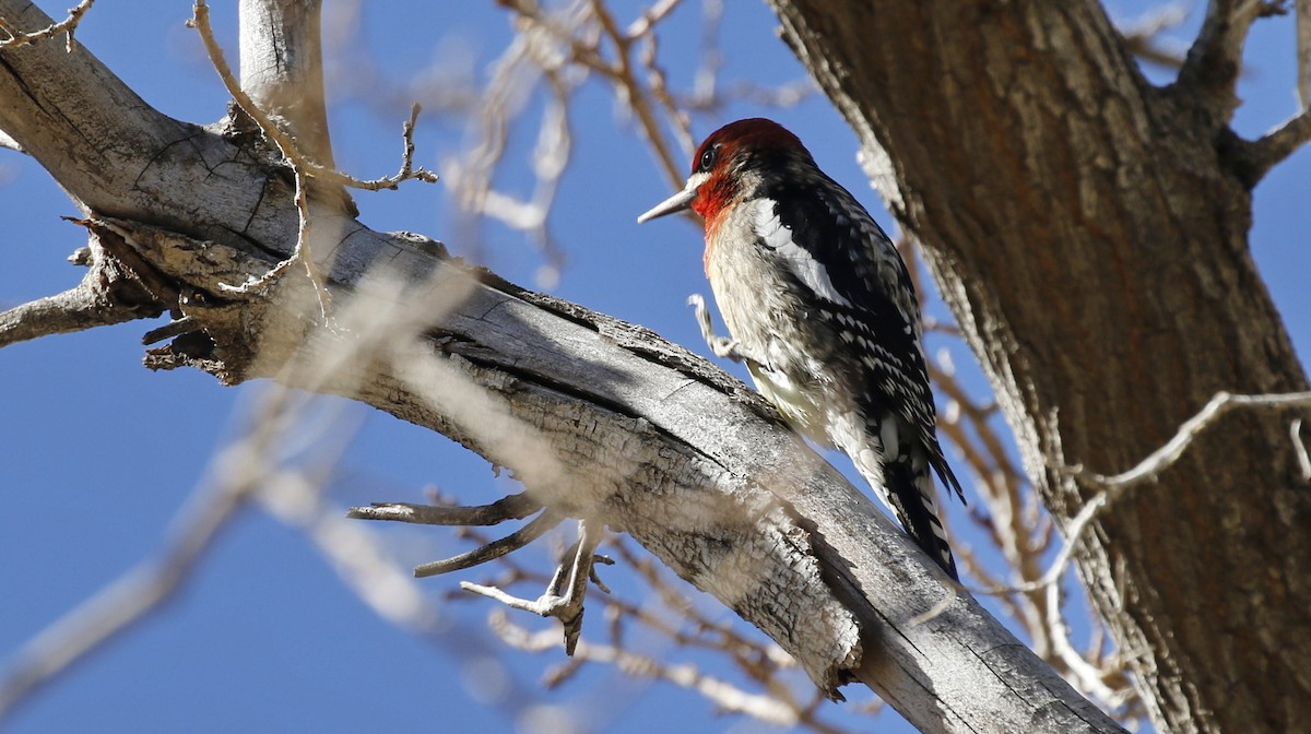 Red-breasted Sapsucker - ML615016348