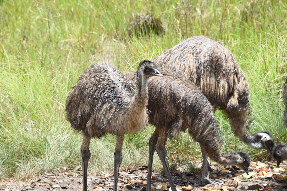 Emu - Mark Golan
