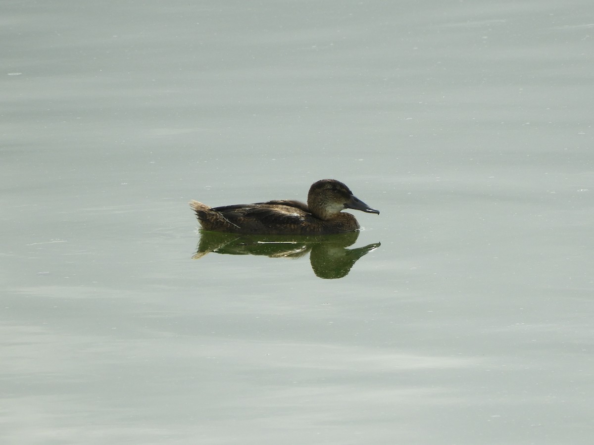 Black-headed Duck - ML615016471