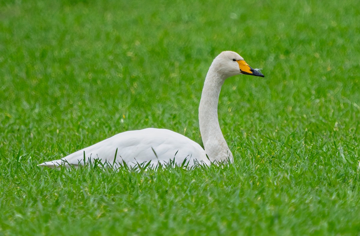 Whooper Swan - ML615016500