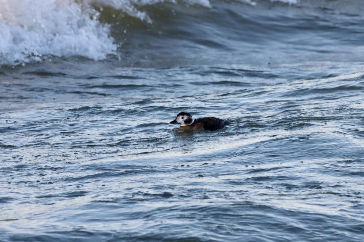 eBird Checklist - 18 Feb 2024 - Tiscornia Park - 3 species