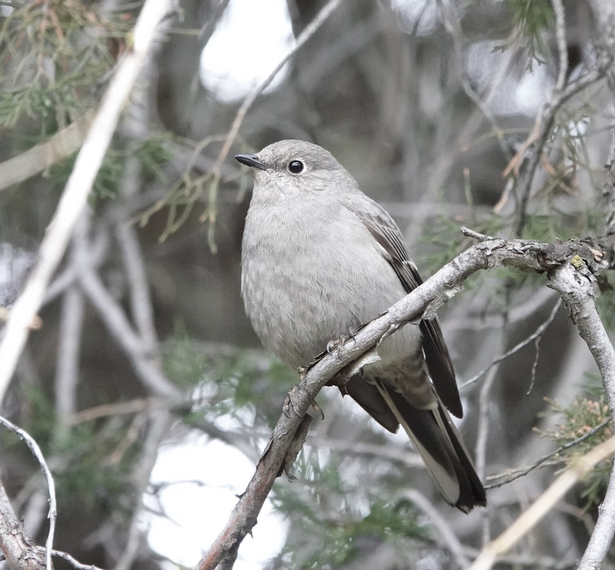 Townsend's Solitaire - ML615016654