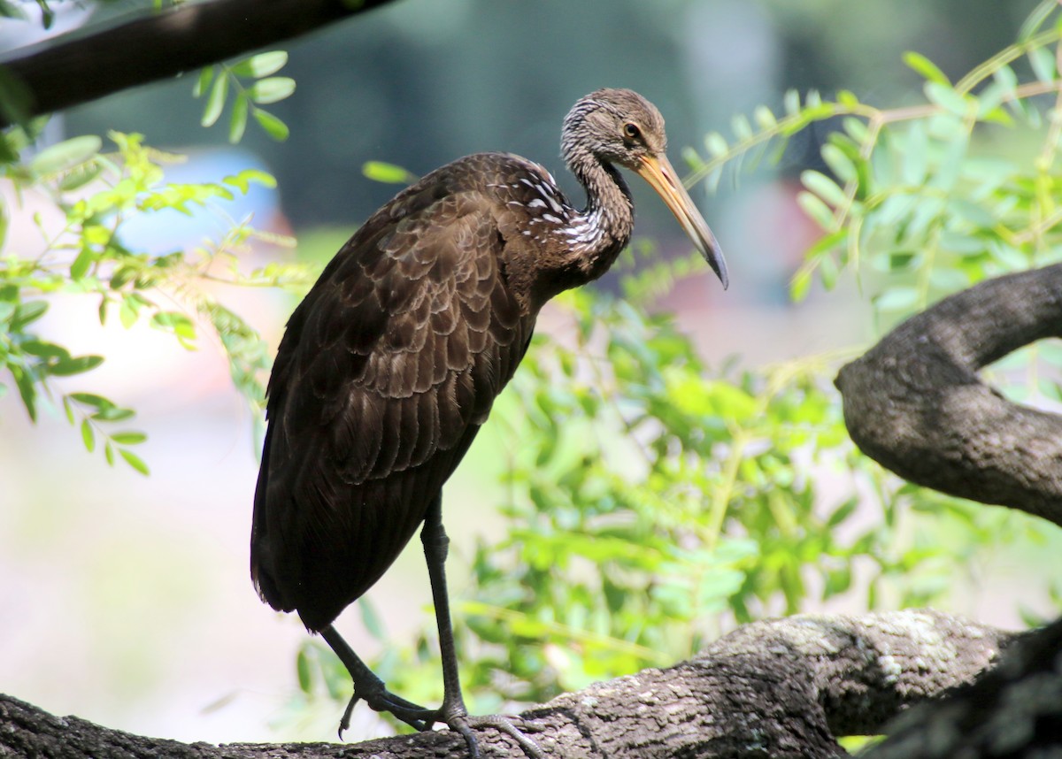 Limpkin (Brown-backed) - ML615016871