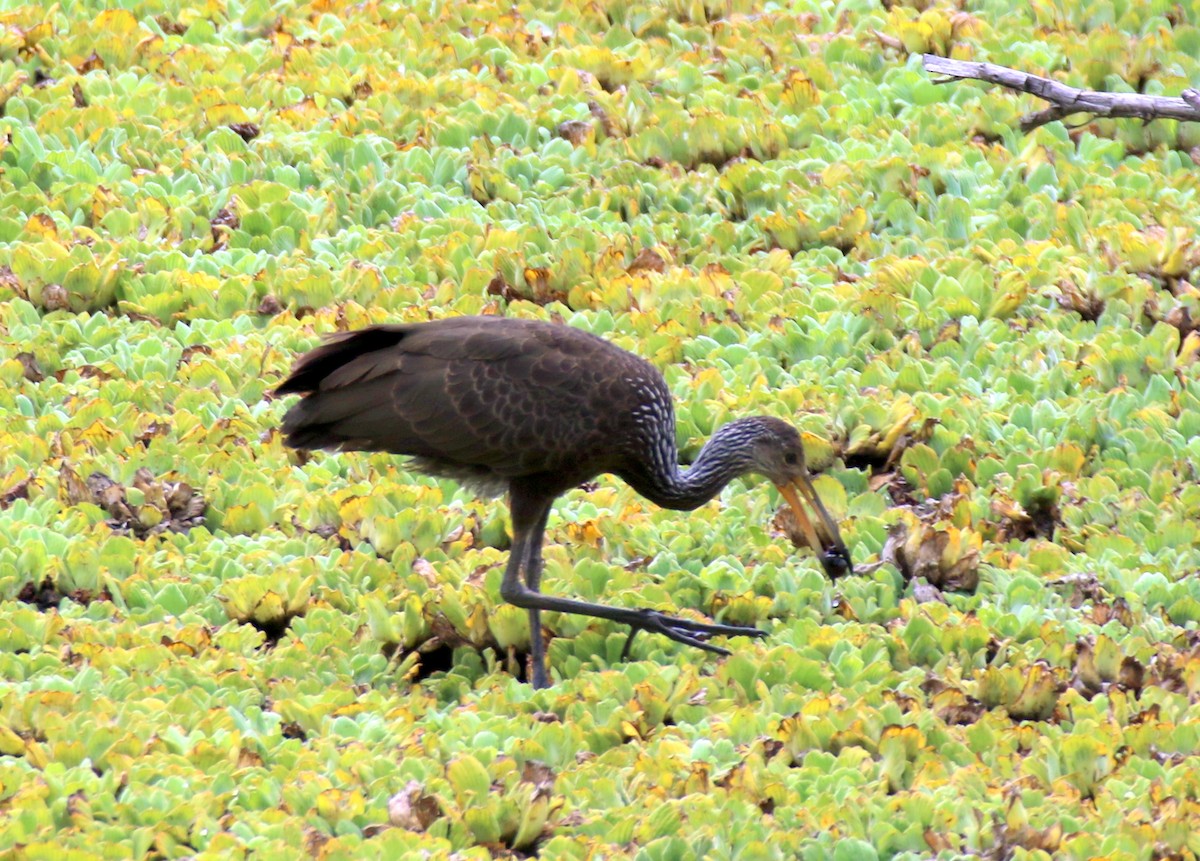 Limpkin (Brown-backed) - ML615016875