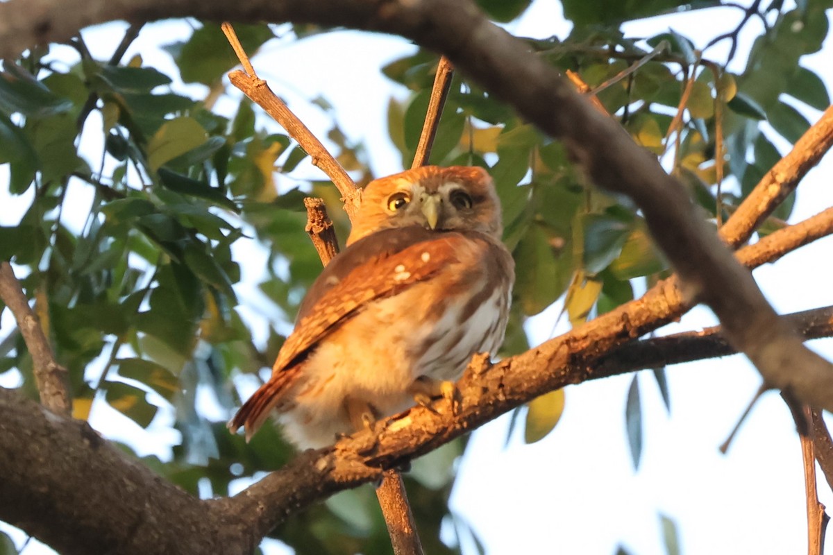 Ferruginous Pygmy-Owl - ML615016892