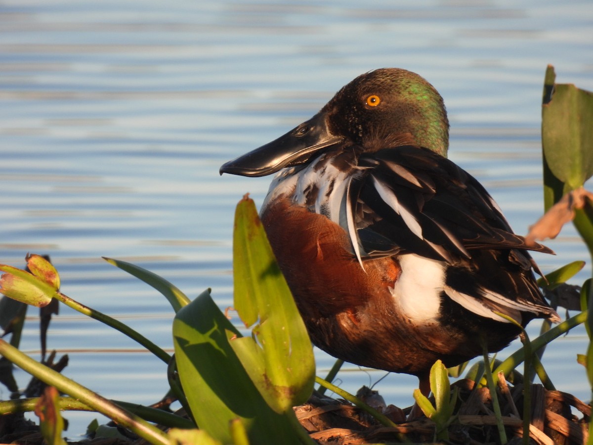 eBird Checklist - 18 Feb 2024 - Southeast Greenway, Mueller - 14 species