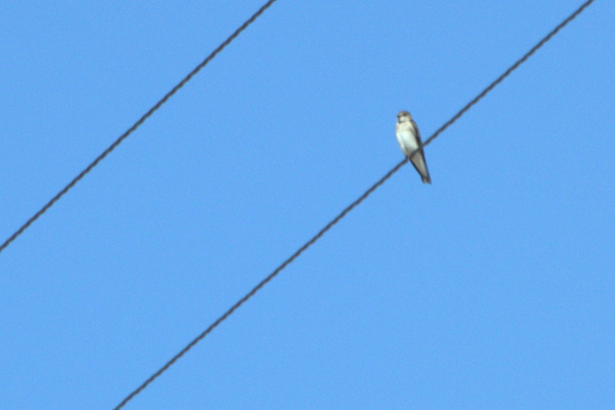 Northern Rough-winged Swallow - ML615017240