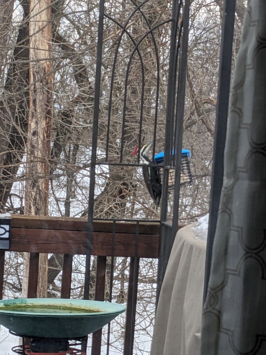 Great Backyard Bird Count Checklist 18 Feb 2024 Home Backyard 9