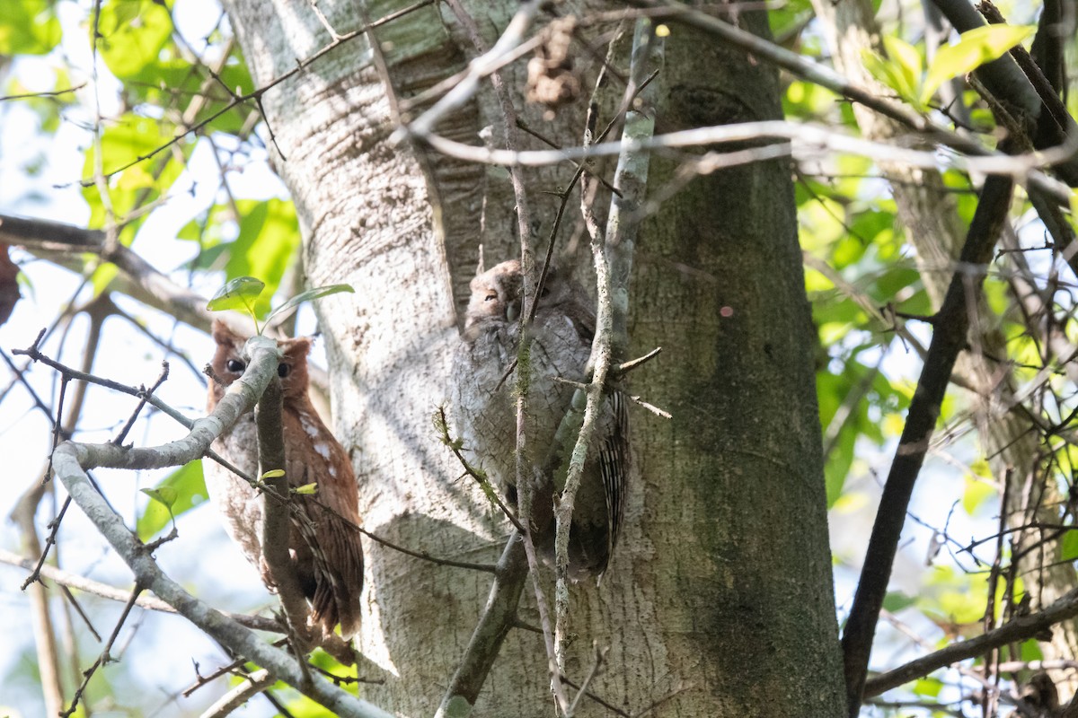 Middle American Screech-Owl (Middle American) - ML615017399