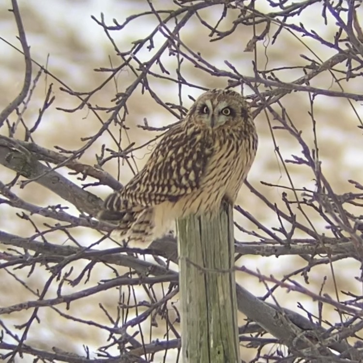 Short-eared Owl (Northern) - ML615017691
