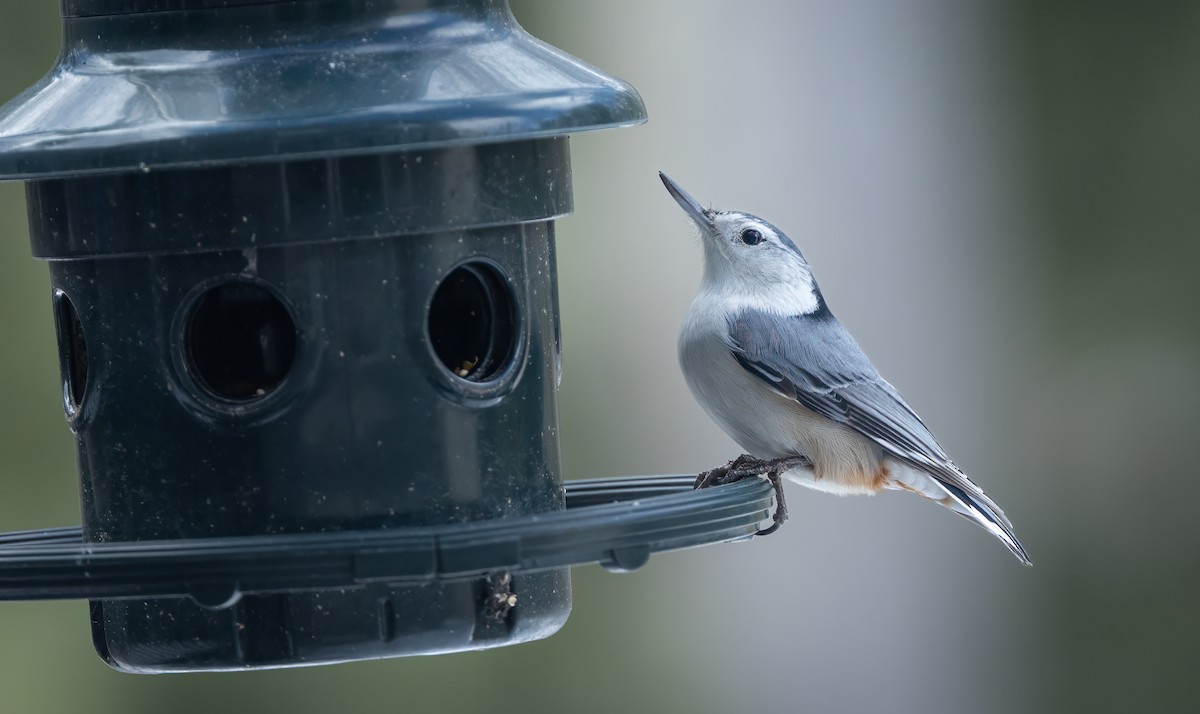 White-breasted Nuthatch - ML615017786