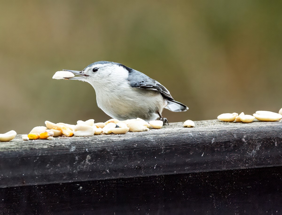 White-breasted Nuthatch - ML615017787