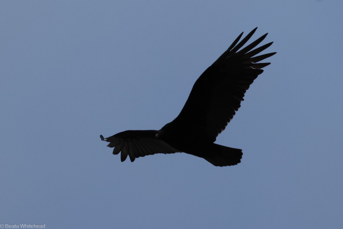 new world vulture sp. - ML615017939