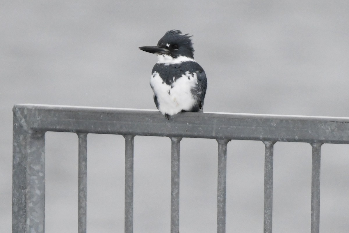 Belted Kingfisher - ML615018109