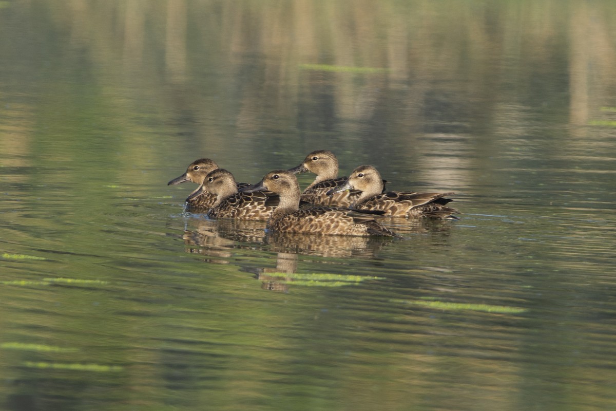 Blue-winged Teal - ML615018192