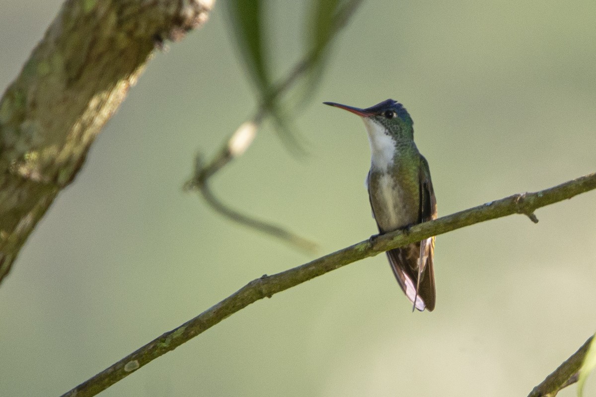 Azure-crowned Hummingbird - ML615018205