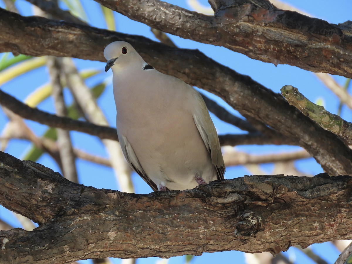 Eurasian/African Collared-Dove - ML615018210