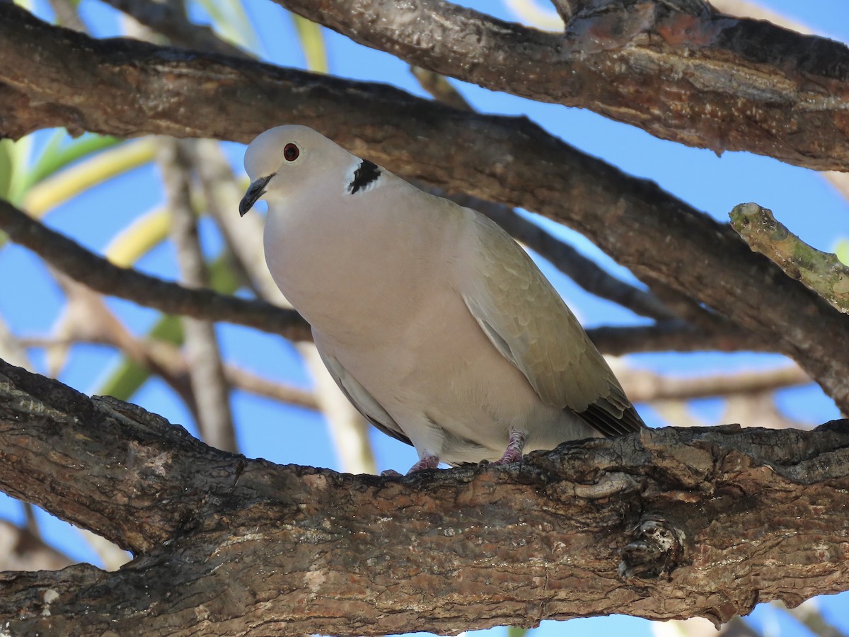 Eurasian/African Collared-Dove - ML615018211