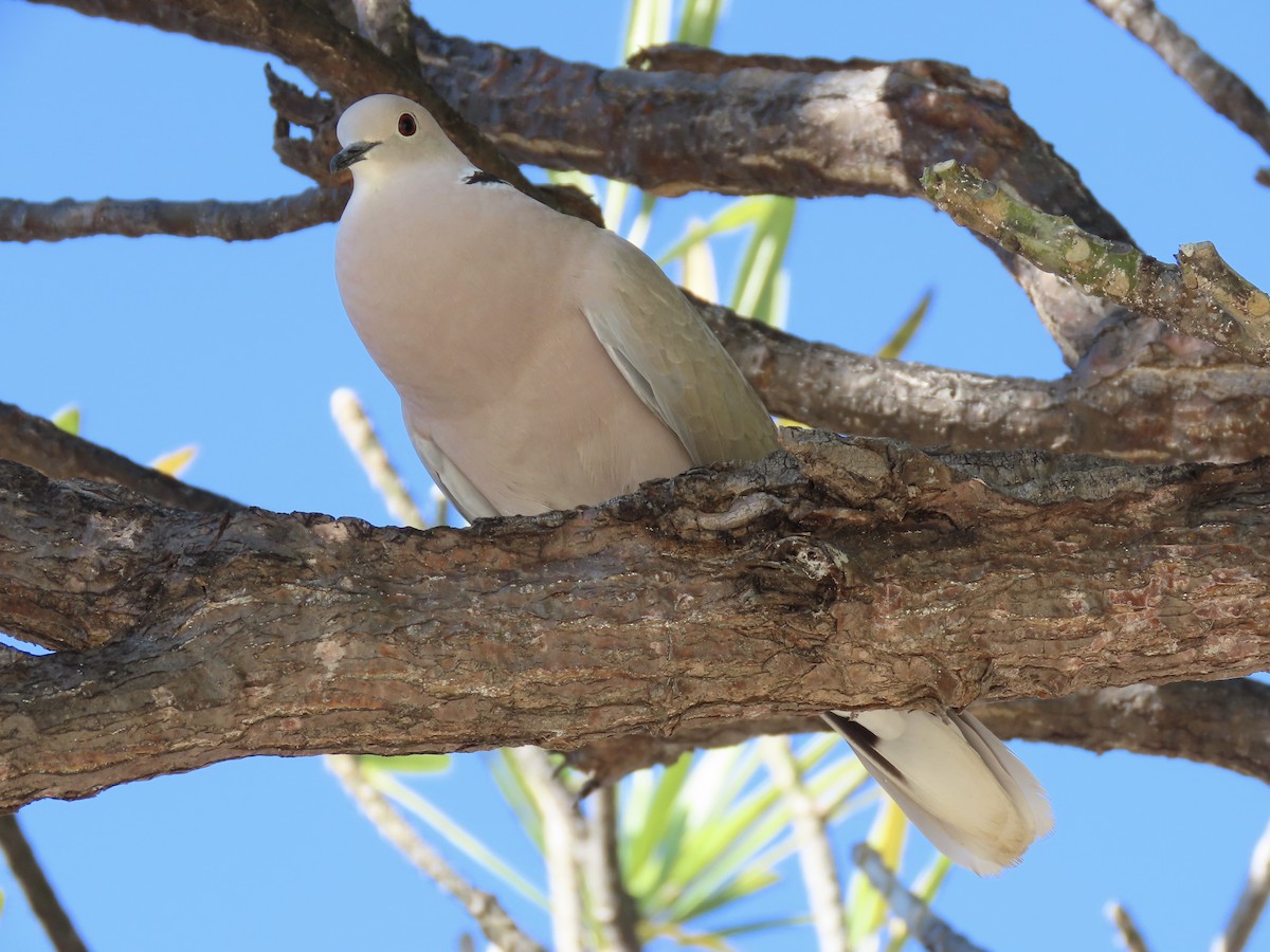 Eurasian/African Collared-Dove - ML615018215