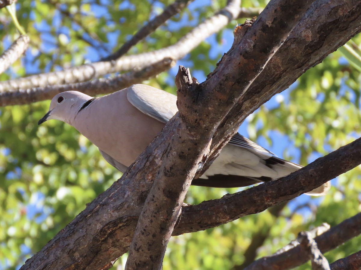 Eurasian/African Collared-Dove - ML615018228