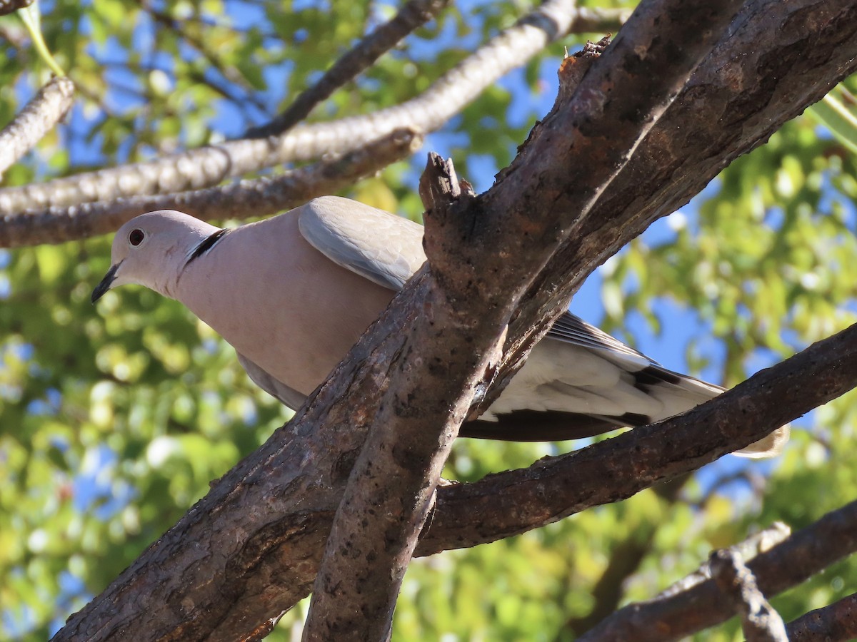 Eurasian/African Collared-Dove - ML615018229