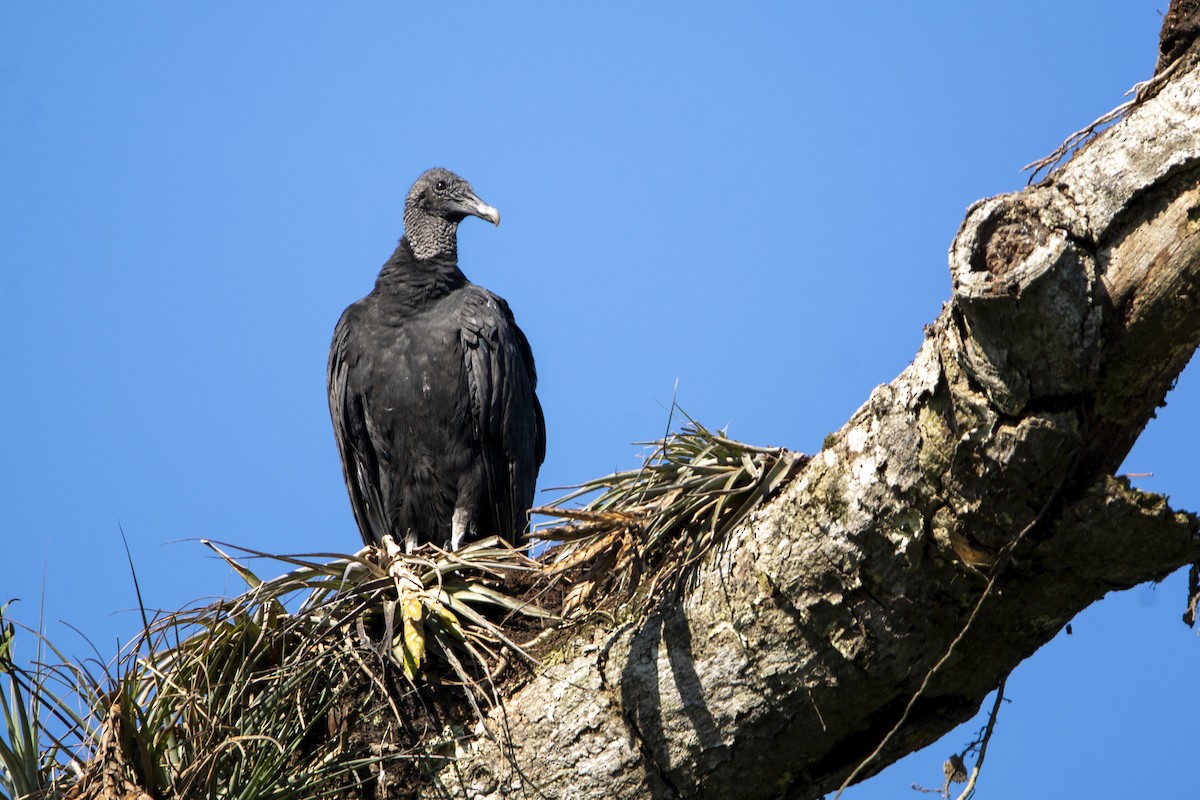 Black Vulture - ML615018244