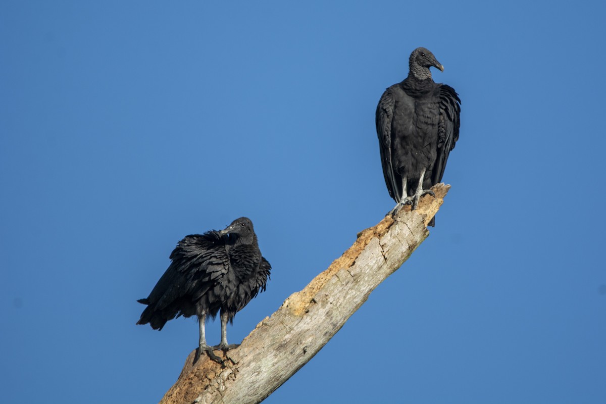 Black Vulture - ML615018245
