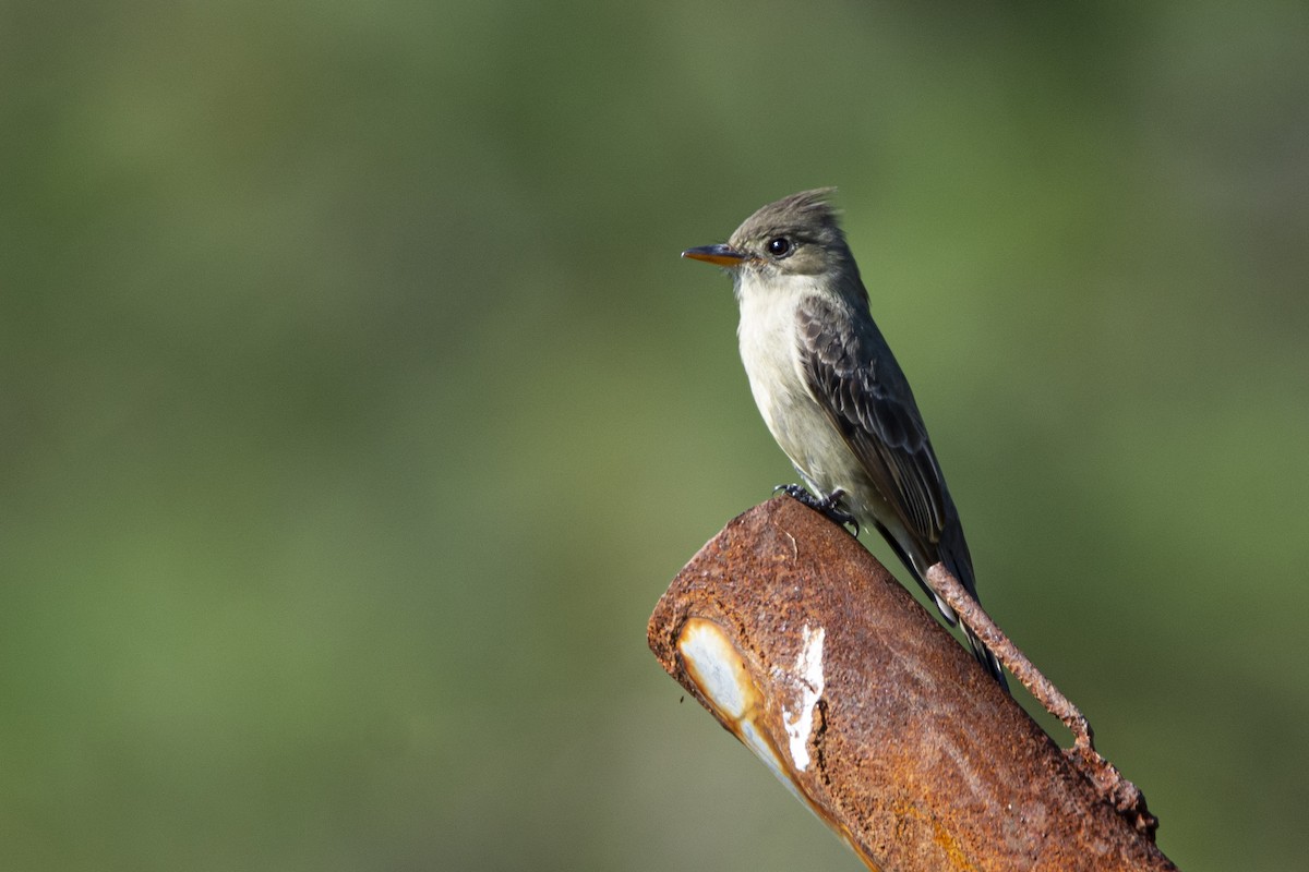 Greater Pewee - ML615018261