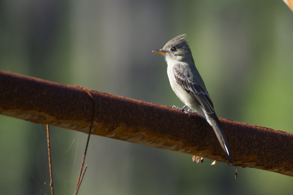 Greater Pewee - ML615018262