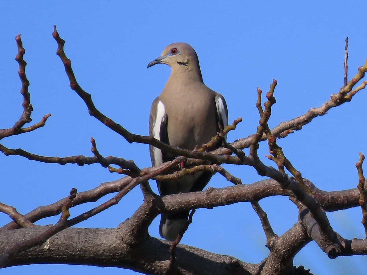 White-winged Dove - ML615018292